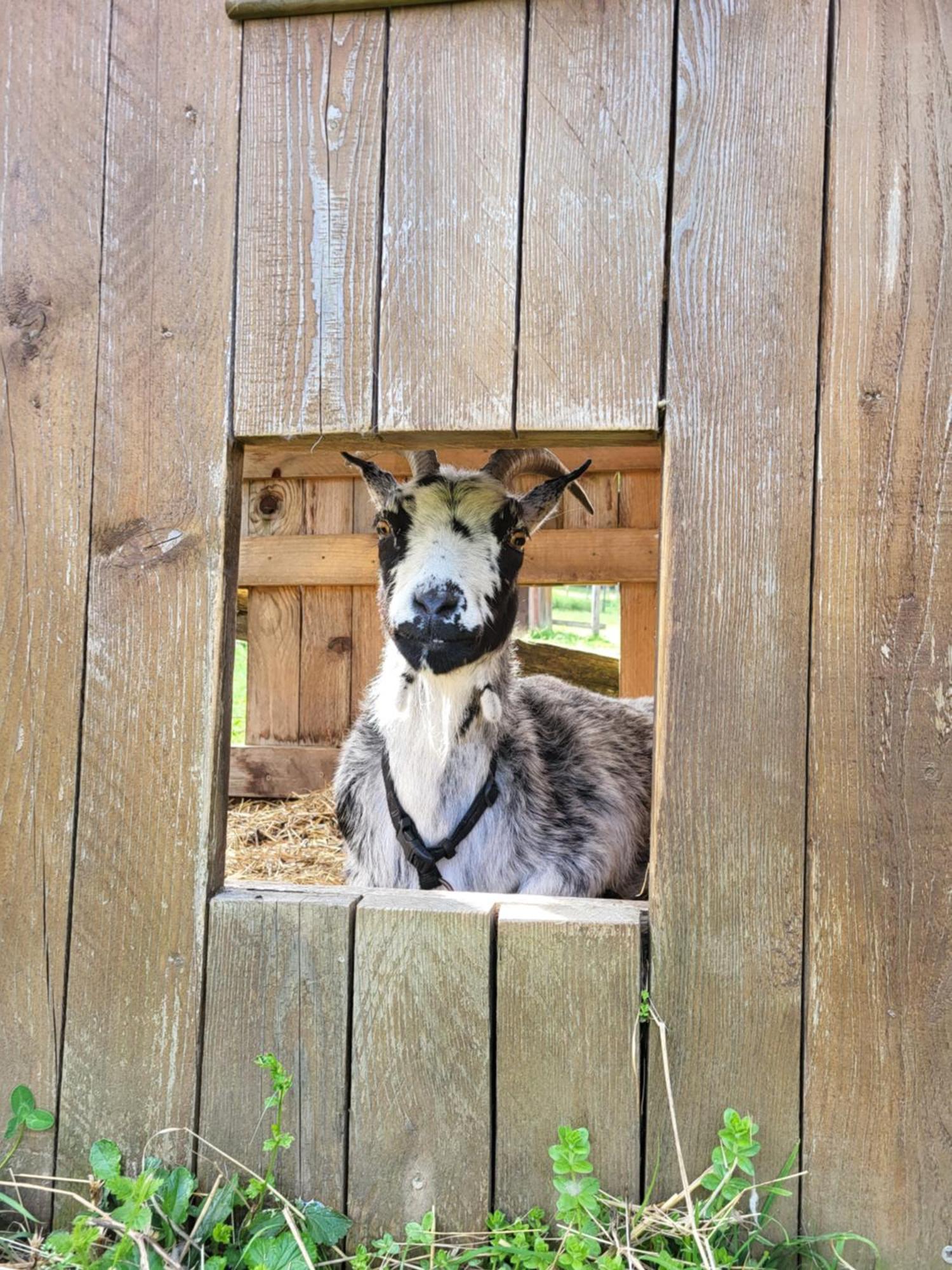 Le Paradis Des Animaux Coublevie Екстериор снимка