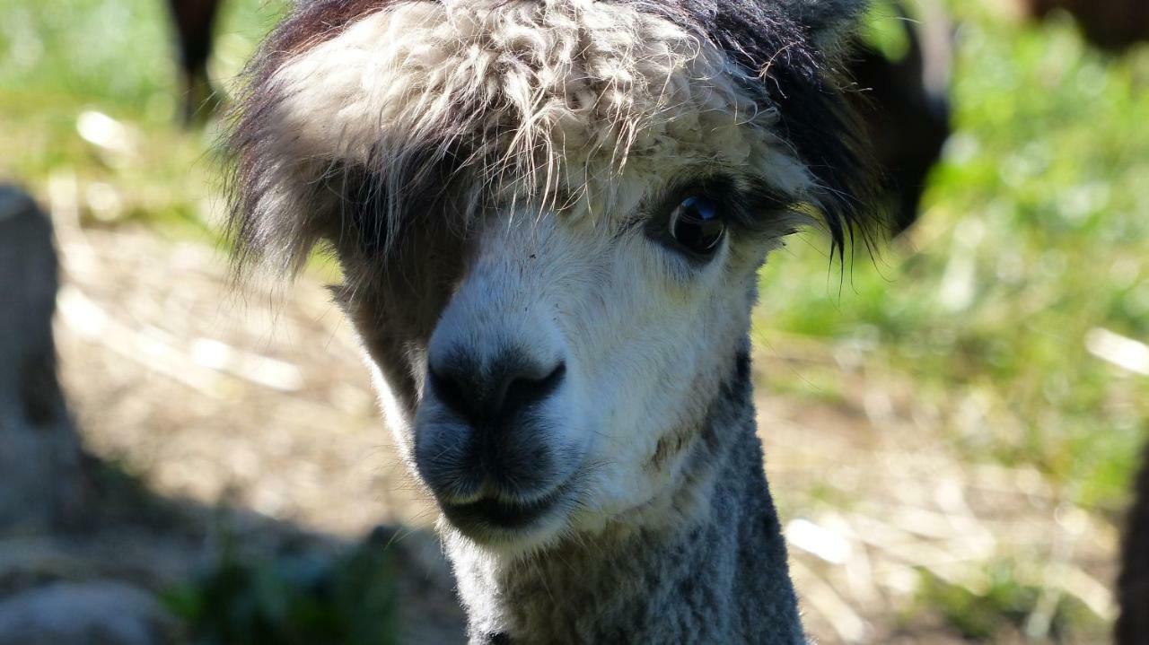 Le Paradis Des Animaux Coublevie Екстериор снимка