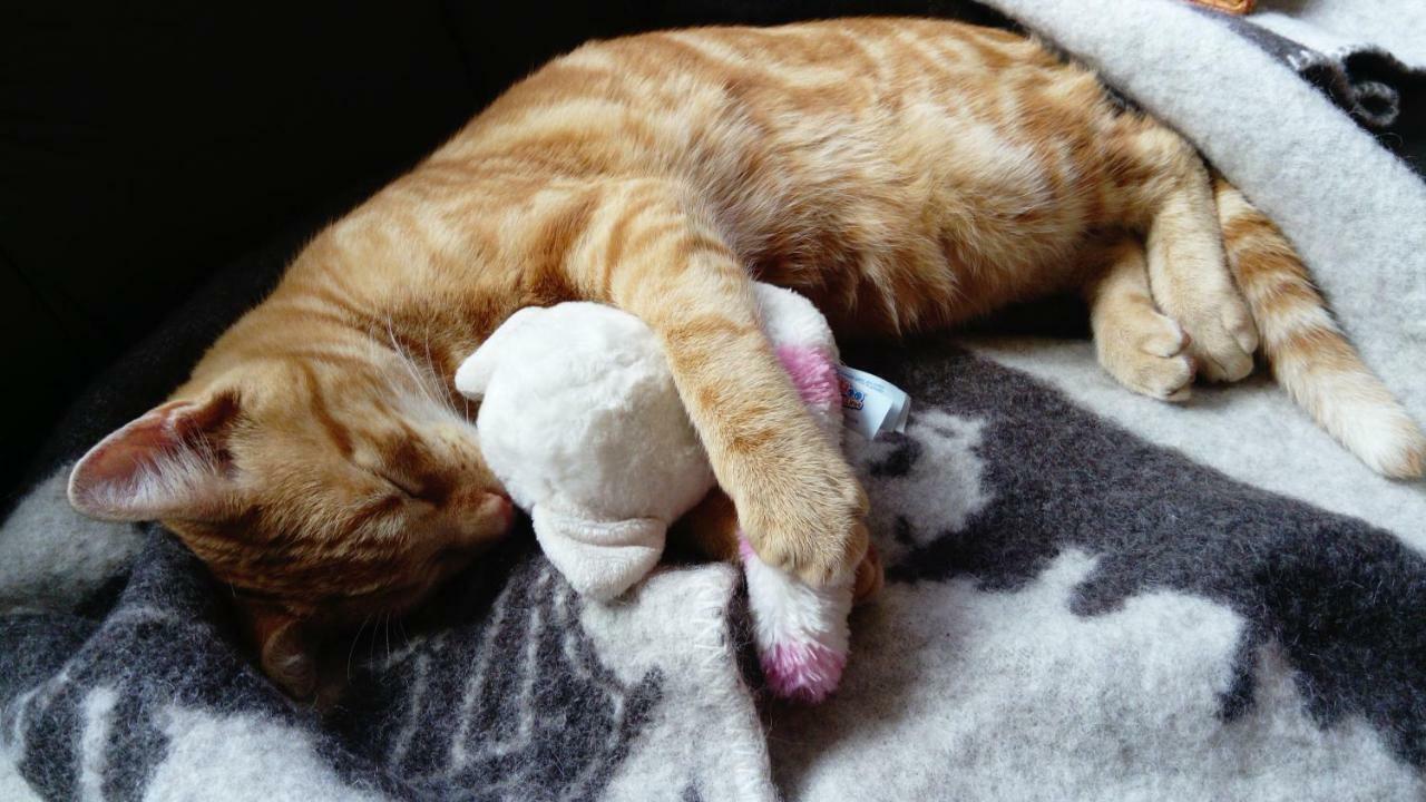 Le Paradis Des Animaux Coublevie Екстериор снимка